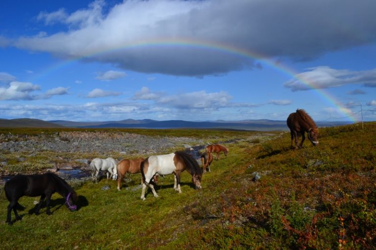 flerdags40(800x533)