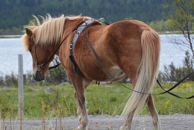 kosning5(400x265)